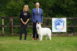 CAC e ACSF Femmine Domino Umbrian Roses di Michele Baiardi